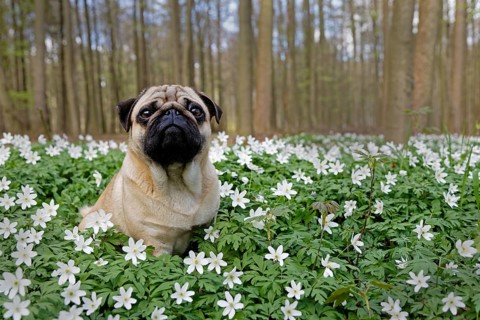 Pug sitting in meadow with wood anemones