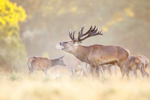 Red deer