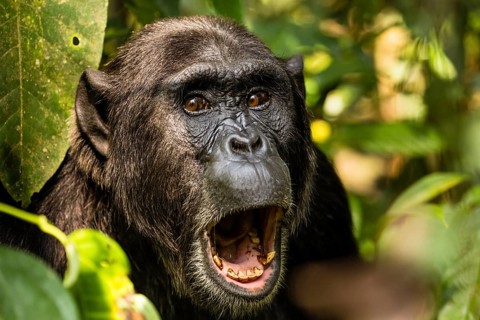 Common chimpanzee