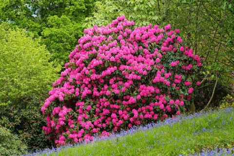 Flowering Rhododendron