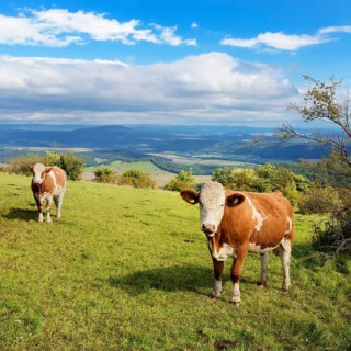 Cattle graze in a meadow