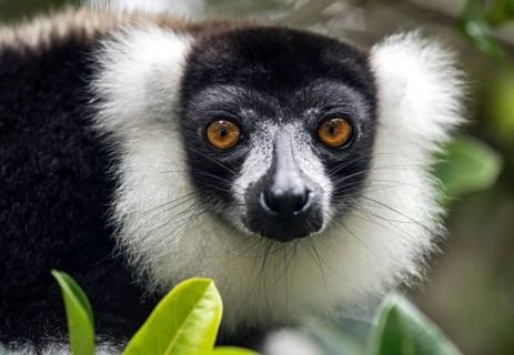 Black-and-white ruffed lemur
