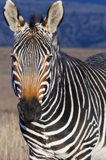 Cape mountain zebra
