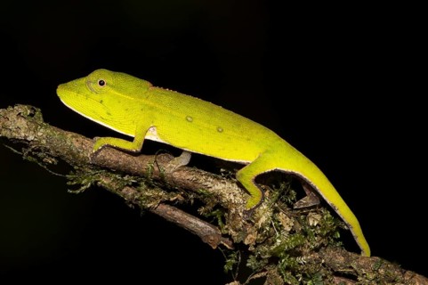Perinet chameleon