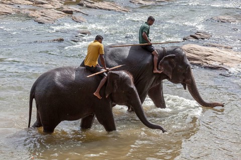 Mahouts ride Asian elephants
