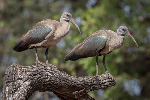 Hadada ibis