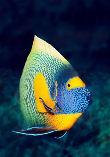 Blueface Angelfish