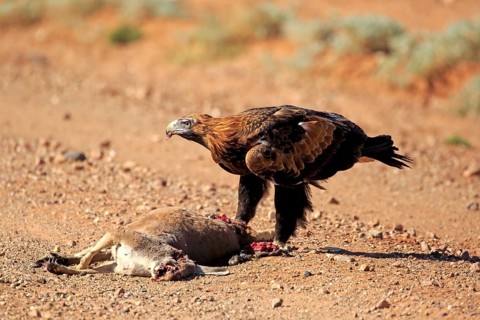 Wedge-tailed eagle