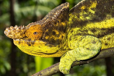 Parson's chameleon