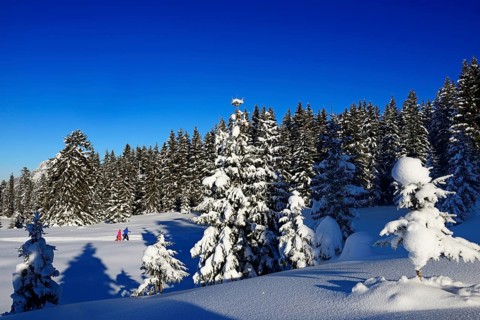 Two hikers walk through snow-covered winter landscape