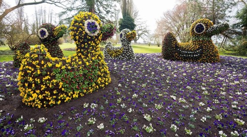 Blooming flower beds arranged as ducks