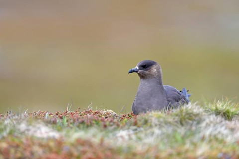 Long-tailed skua or long-tailed jaeger