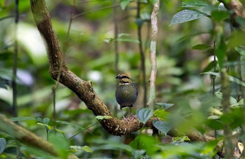 Blue pitta