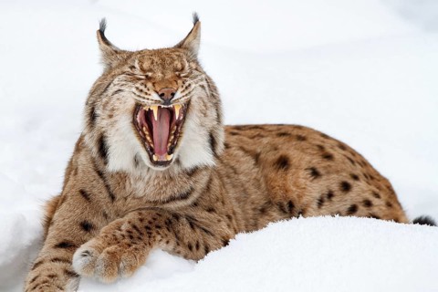 Eurasian lynx