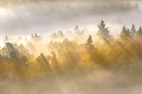 Palatinate forest in autumn