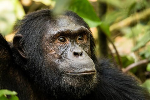 Common chimpanzee