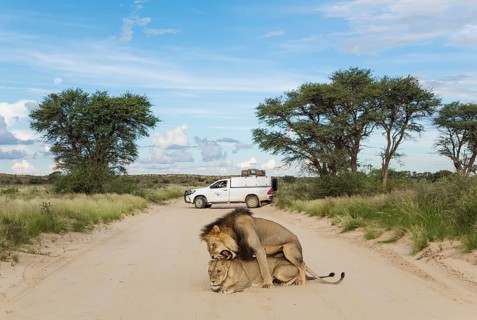 Lions