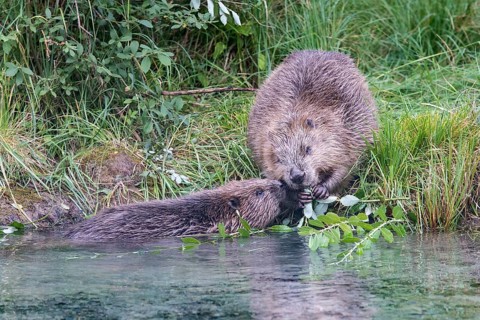Two European beavers