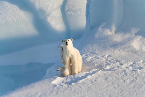 Polar bears
