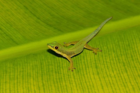 Peacock day gecko