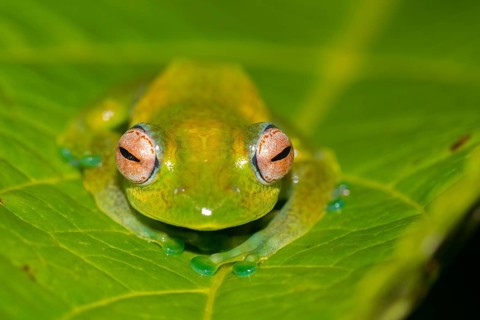 Mantellid frog