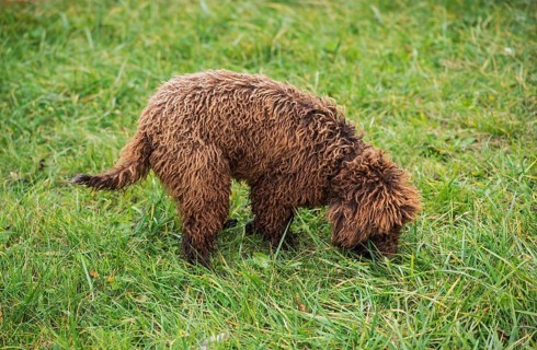 Young truffle dog