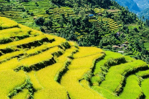 Agricultural landscape