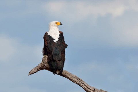 African fish eagle