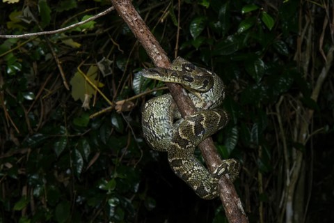 Madagascar Tree Boa