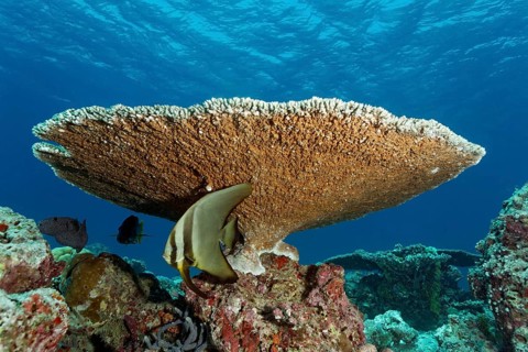 Young longfin batfish
