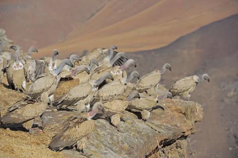Cape vultures