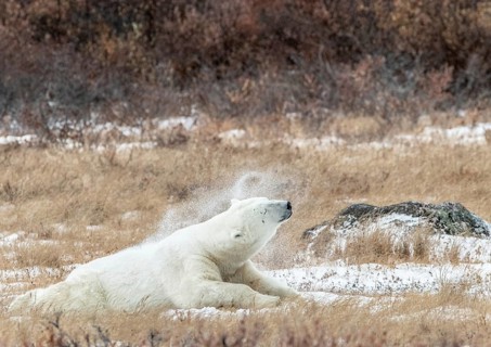 Polar bear