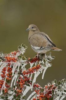 White-winged Dove