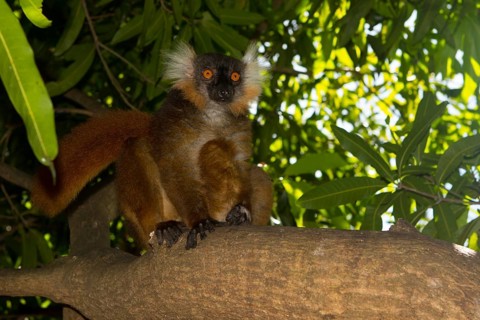 Black lemur
