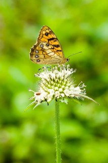 A yellow butterfly is siting on a white flower