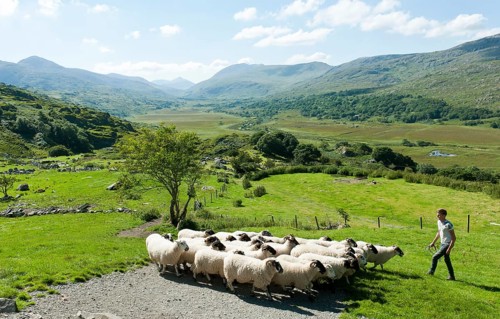 Shepherd with flock of sheep on pasture in hilly mountain scenery