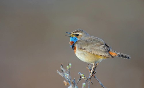 Singing red-spotted bluethroat