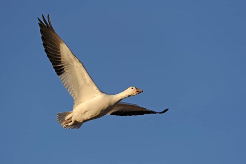 Snow Goose