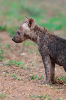 Spotted hyena or Laughing hyena