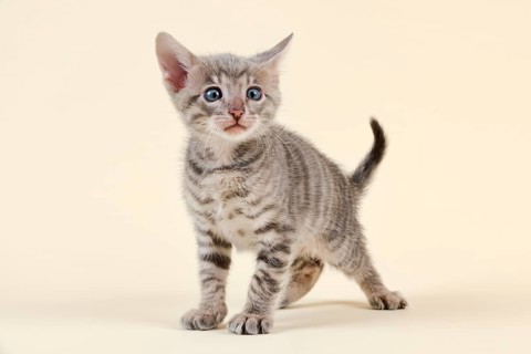 Toyger