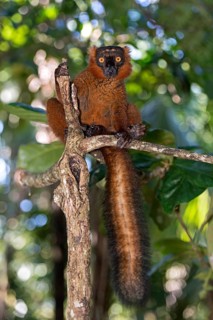 Black lemur
