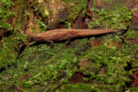 Mount d'Ambre leaf chameleon