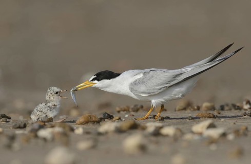 Least Terns