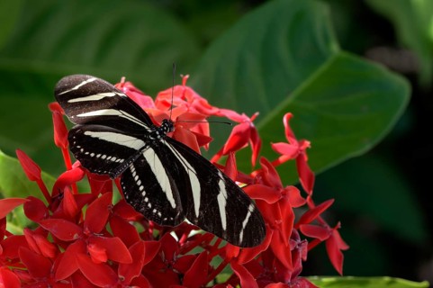 Zebra Longwing or Zebra Heliconian