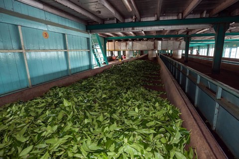 Tea processing