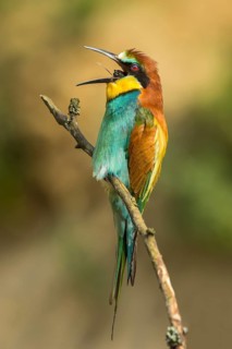 European bee-eater
