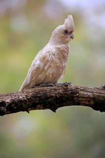Little Corella
