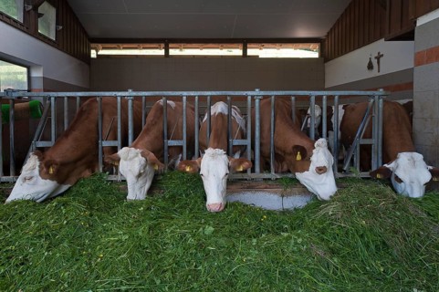 Dairy cows in an exercise pen eating grass