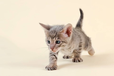 Toyger