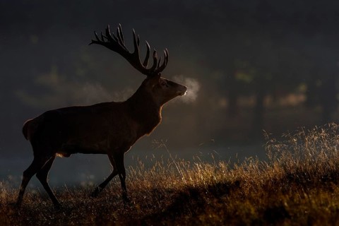 Red deer